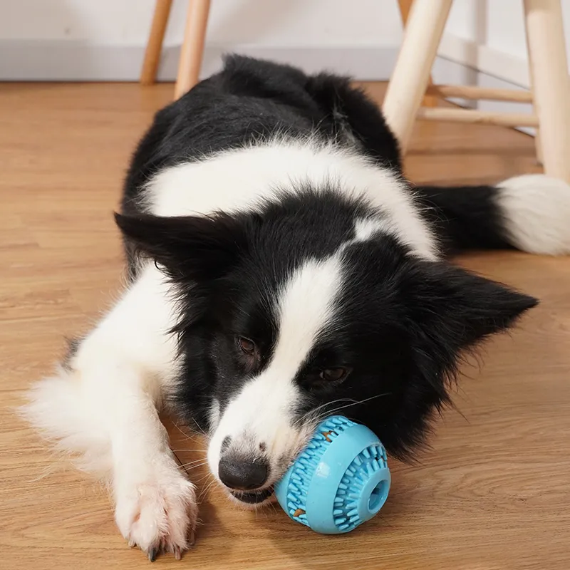 Zähne putzen Gummi -Hundespielzeugkugel