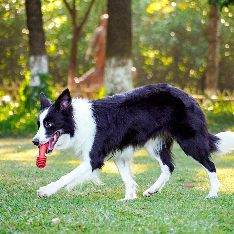 Ringbissenfeste Hundespielzeug mit Gewindering
